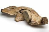 Woolly Mammoth Jaw with M Molar - Germany #235234-5